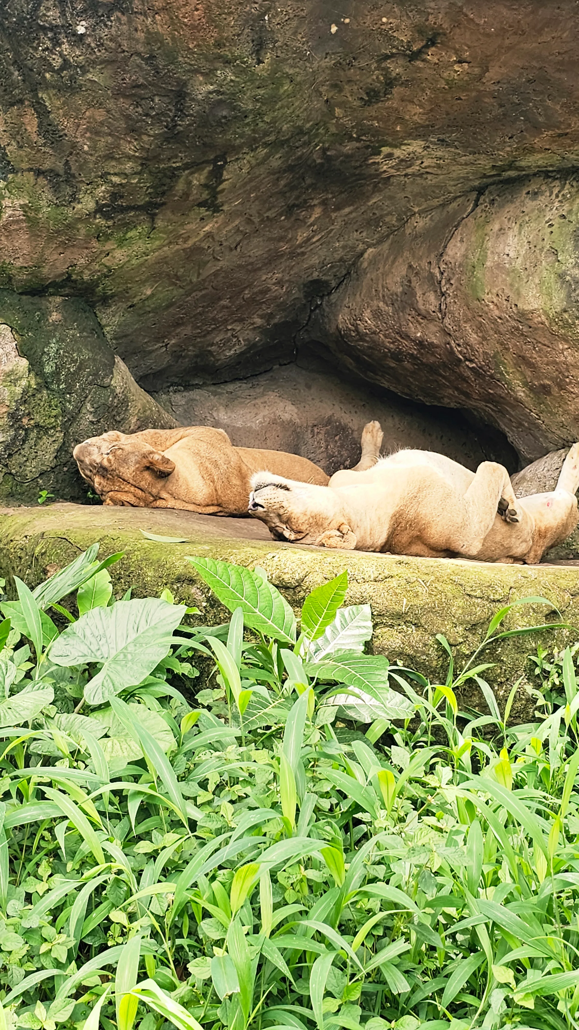 사파리 지프투어